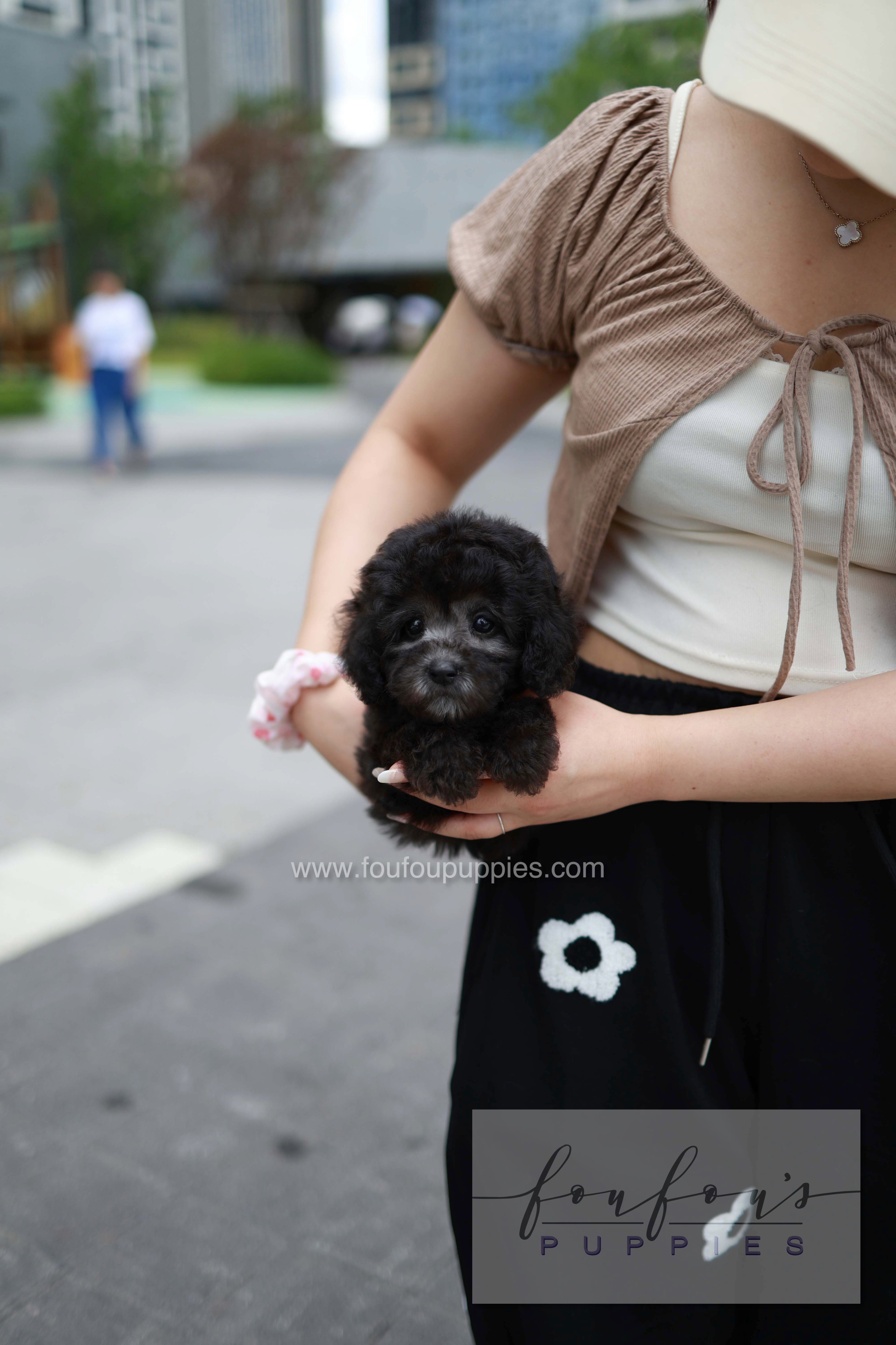 Dahlia - Poodle F.