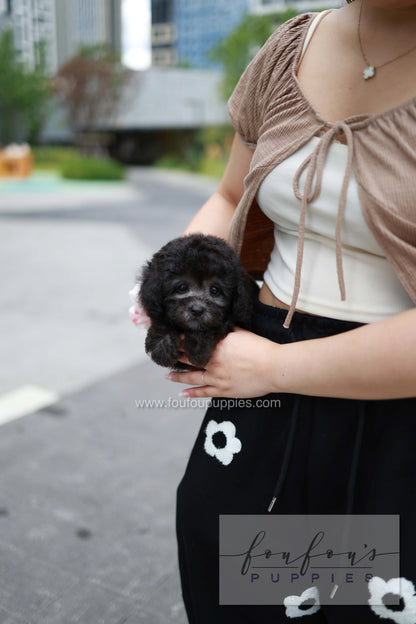 Dahlia - Poodle F.