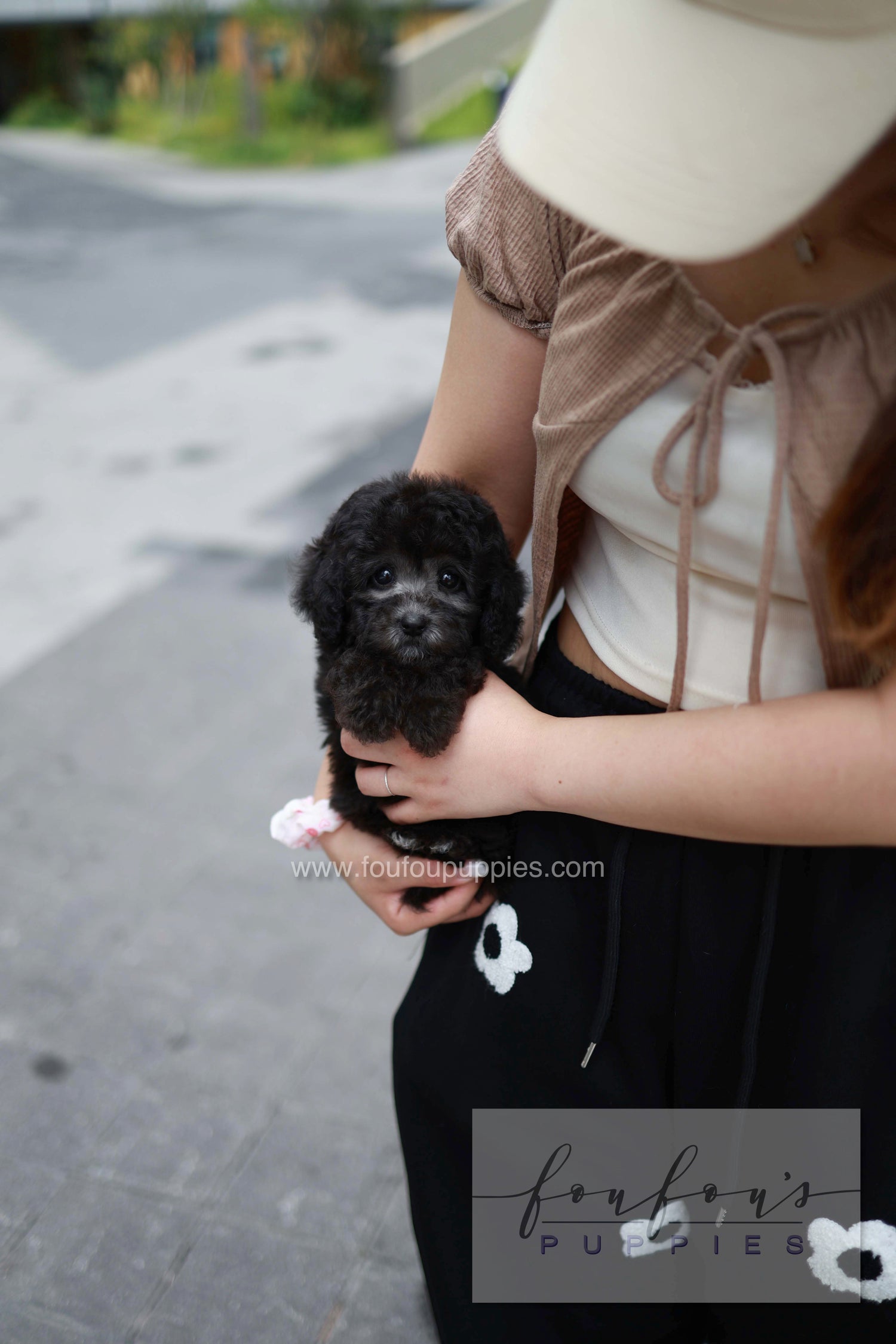 Dahlia - Poodle F.