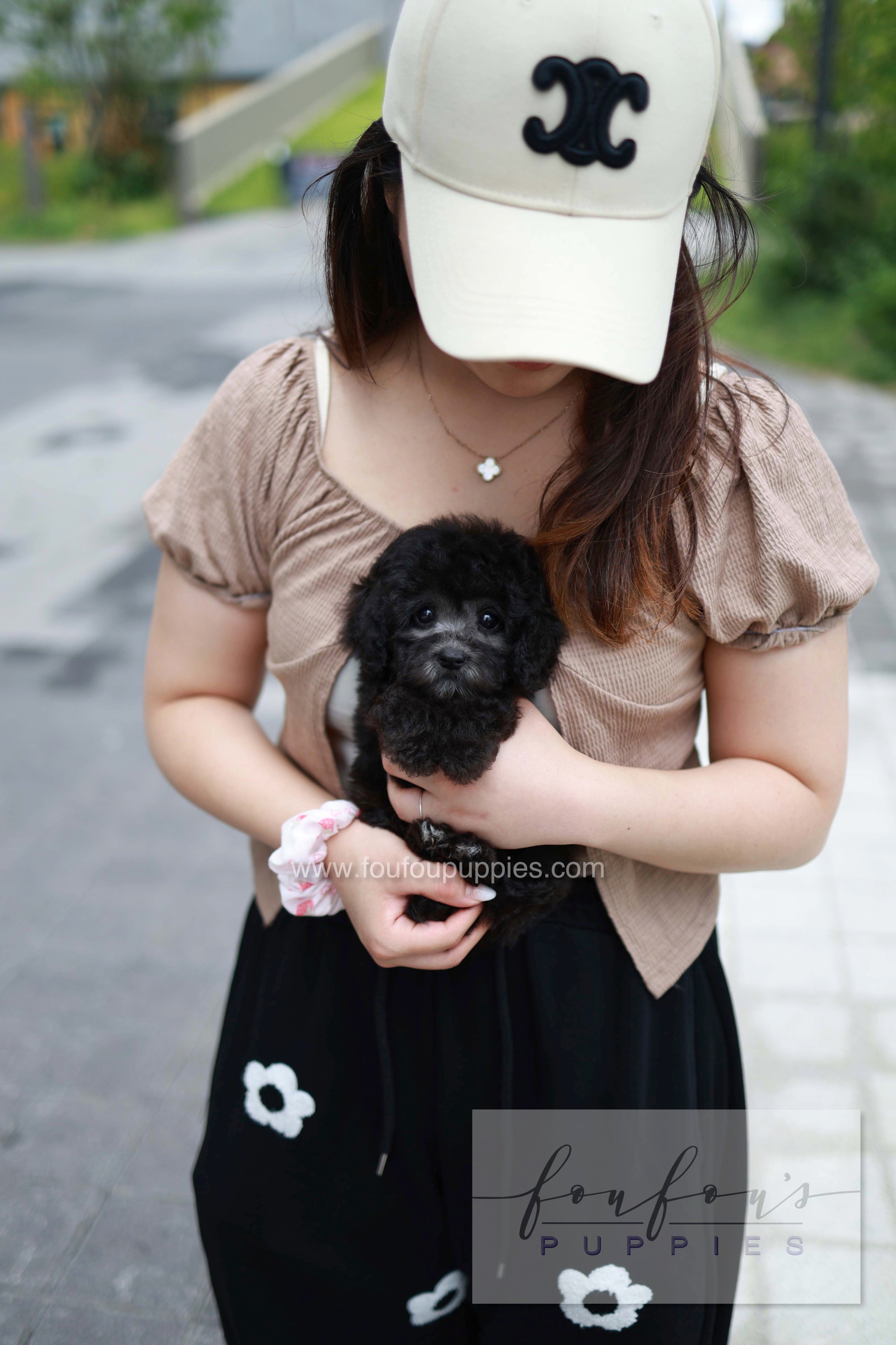 Dahlia - Poodle F.