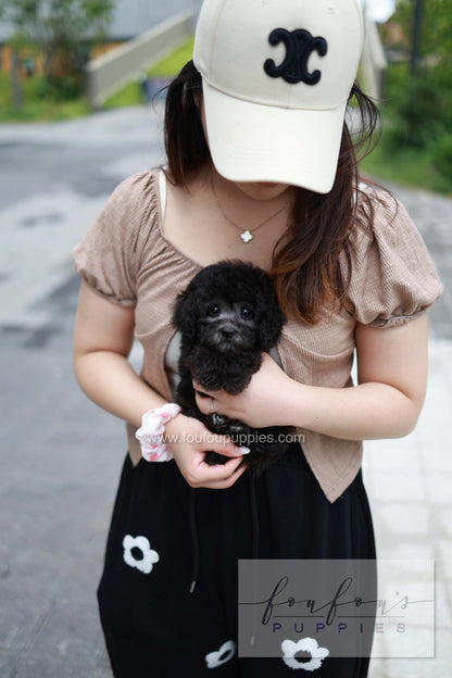 Dahlia - Poodle F.