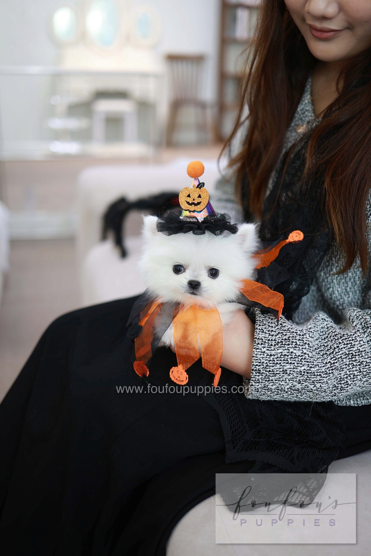 Princess - Pomeranian F.