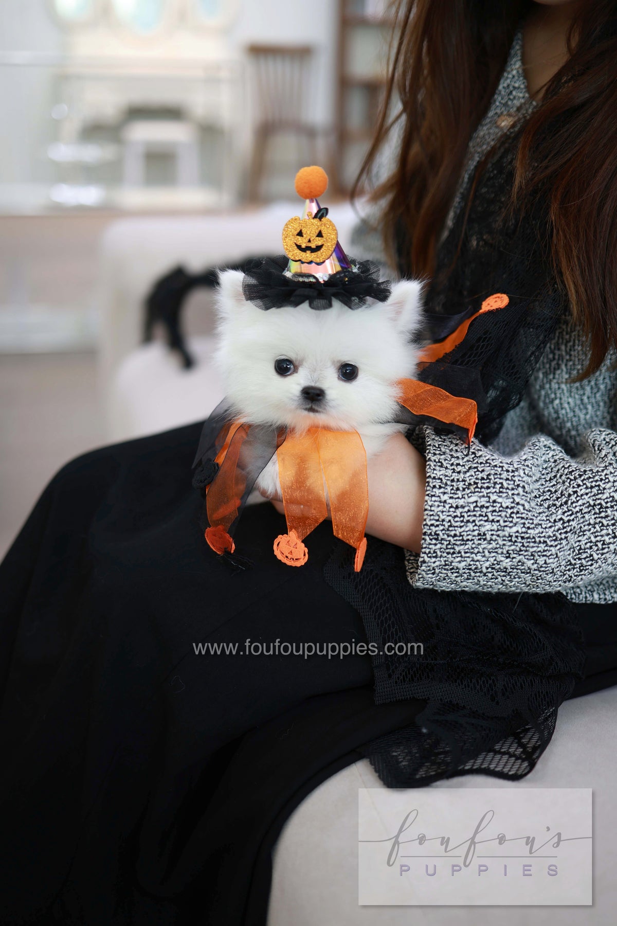 Princess - Pomeranian F.