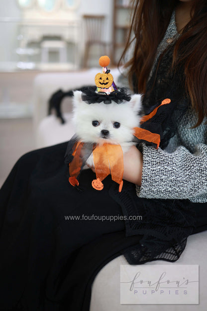 Princess - Pomeranian F.