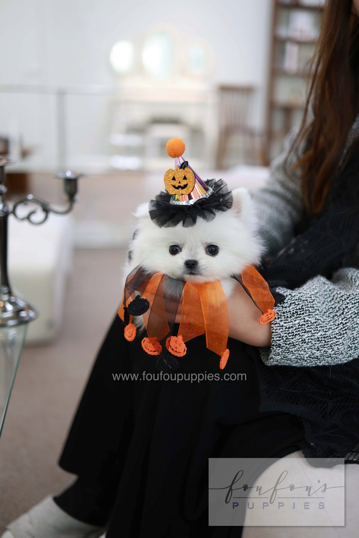 Princess - Pomeranian F.