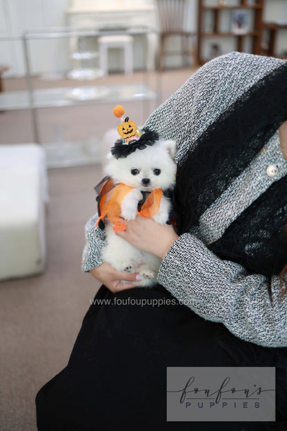 Princess - Pomeranian F.