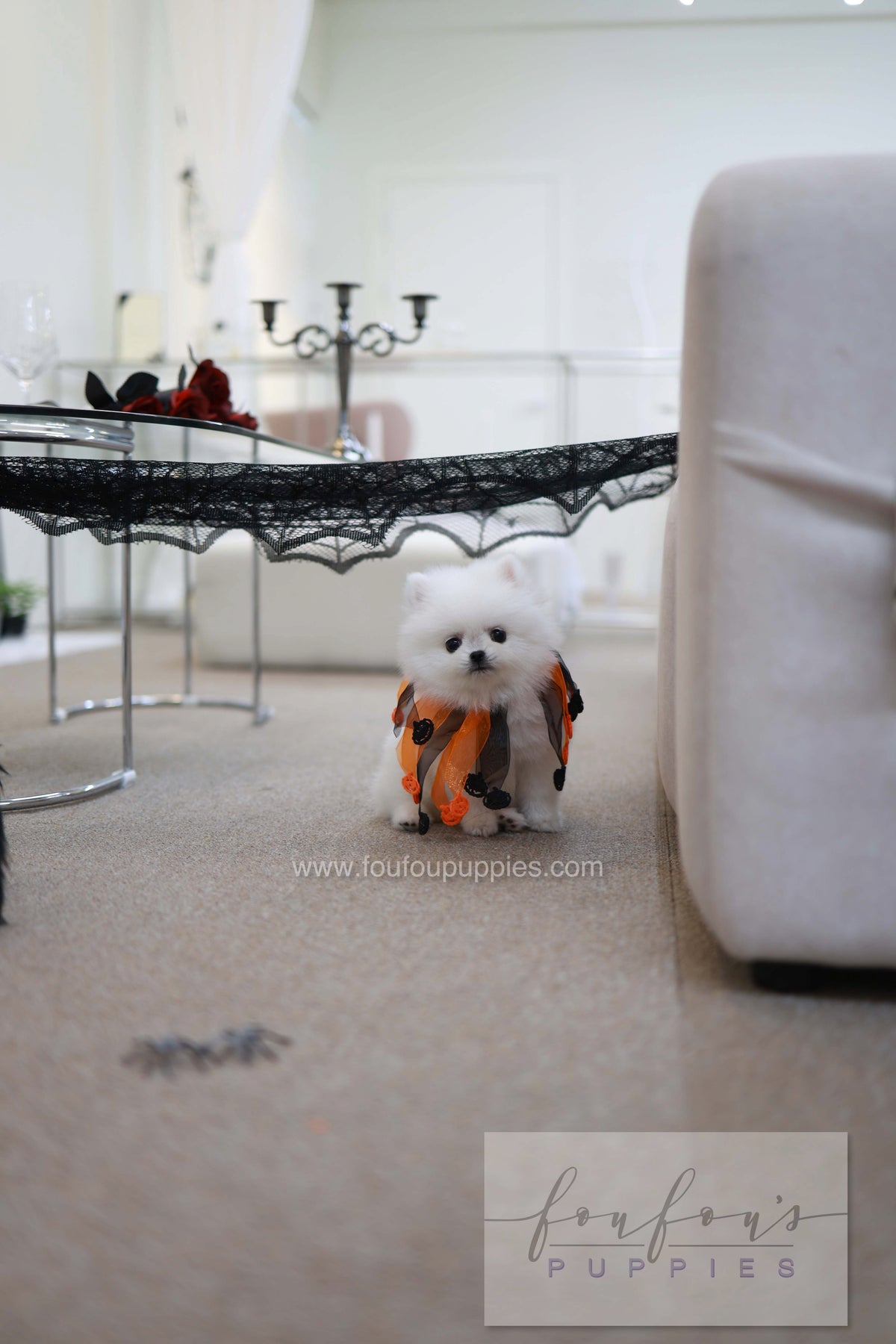 Princess - Pomeranian F.