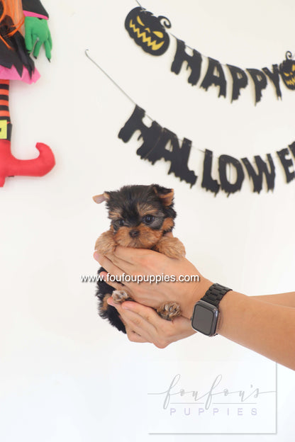 Chérie - Yorkshire Terrier F.