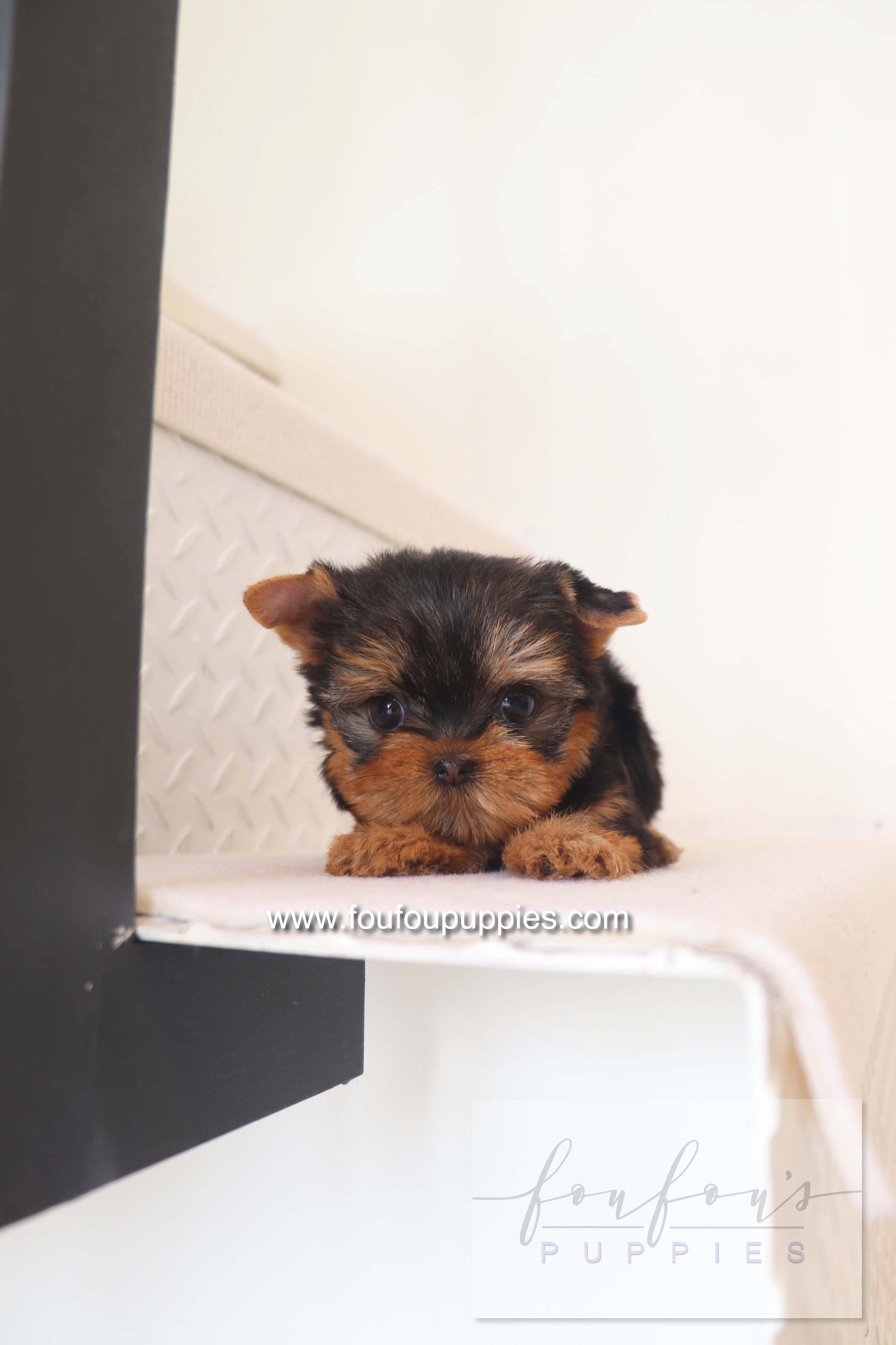 Chérie - Yorkshire Terrier F.