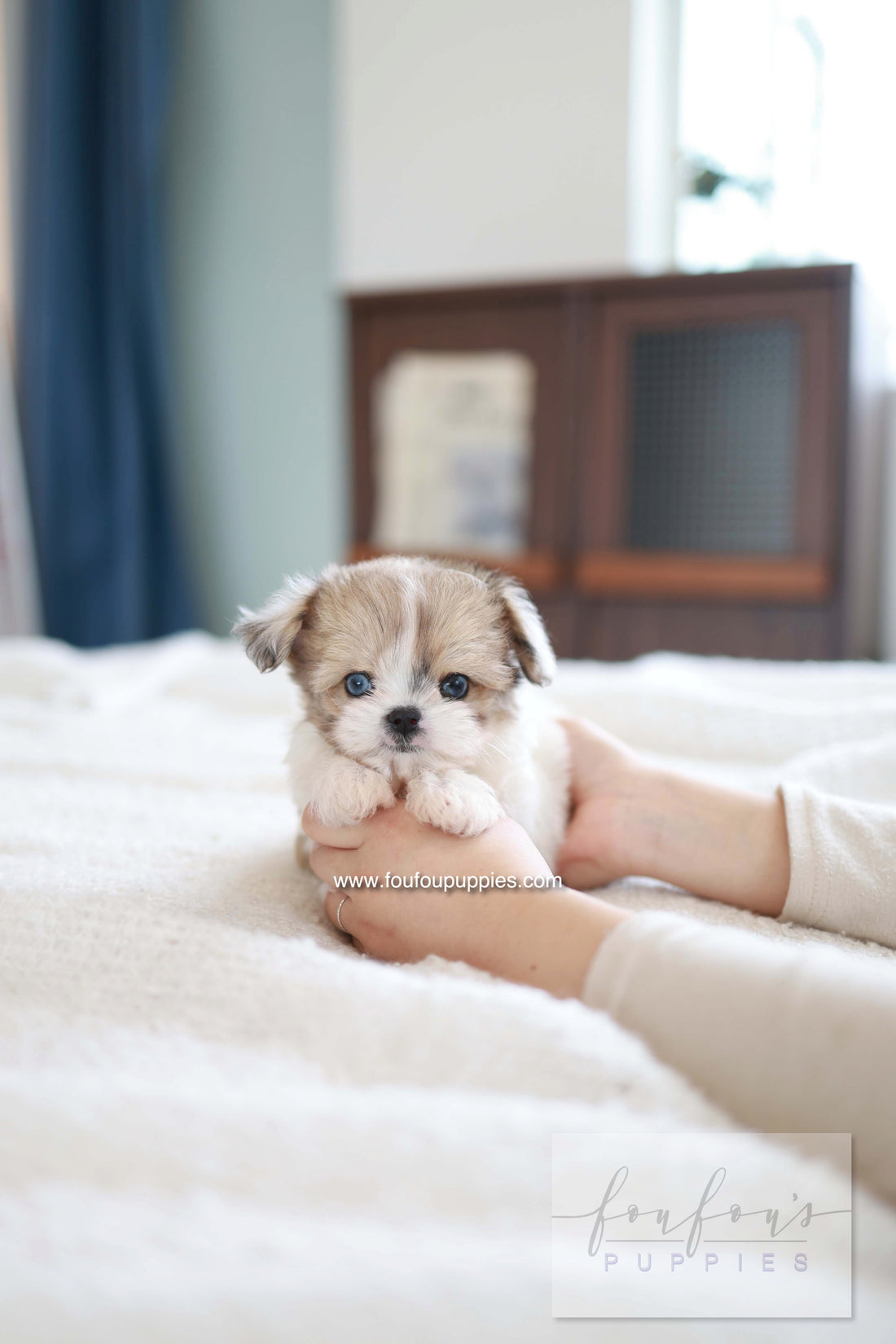 Bambi - Maltipoo F.