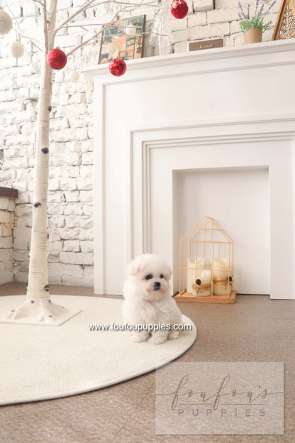 BeBe - Bichon Frisé F.