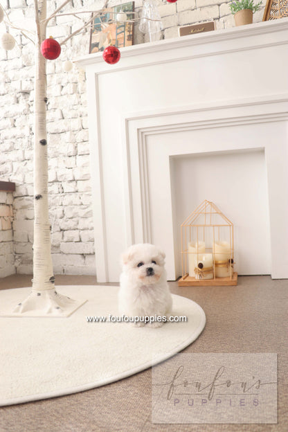 BeBe - Bichon Frisé F.