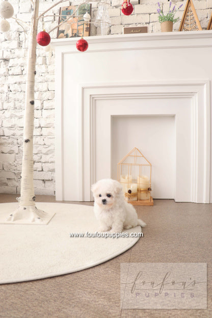 BeBe - Bichon Frisé F.