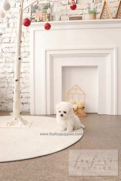 BeBe - Bichon Frisé F.