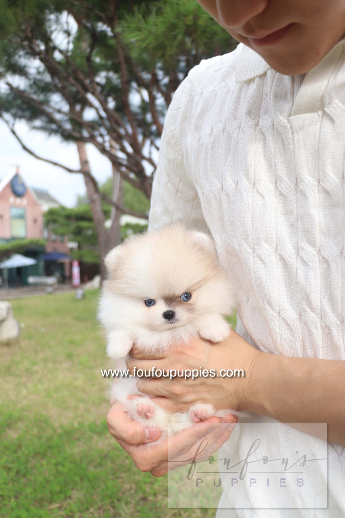 Pixou - Pomeranian F.