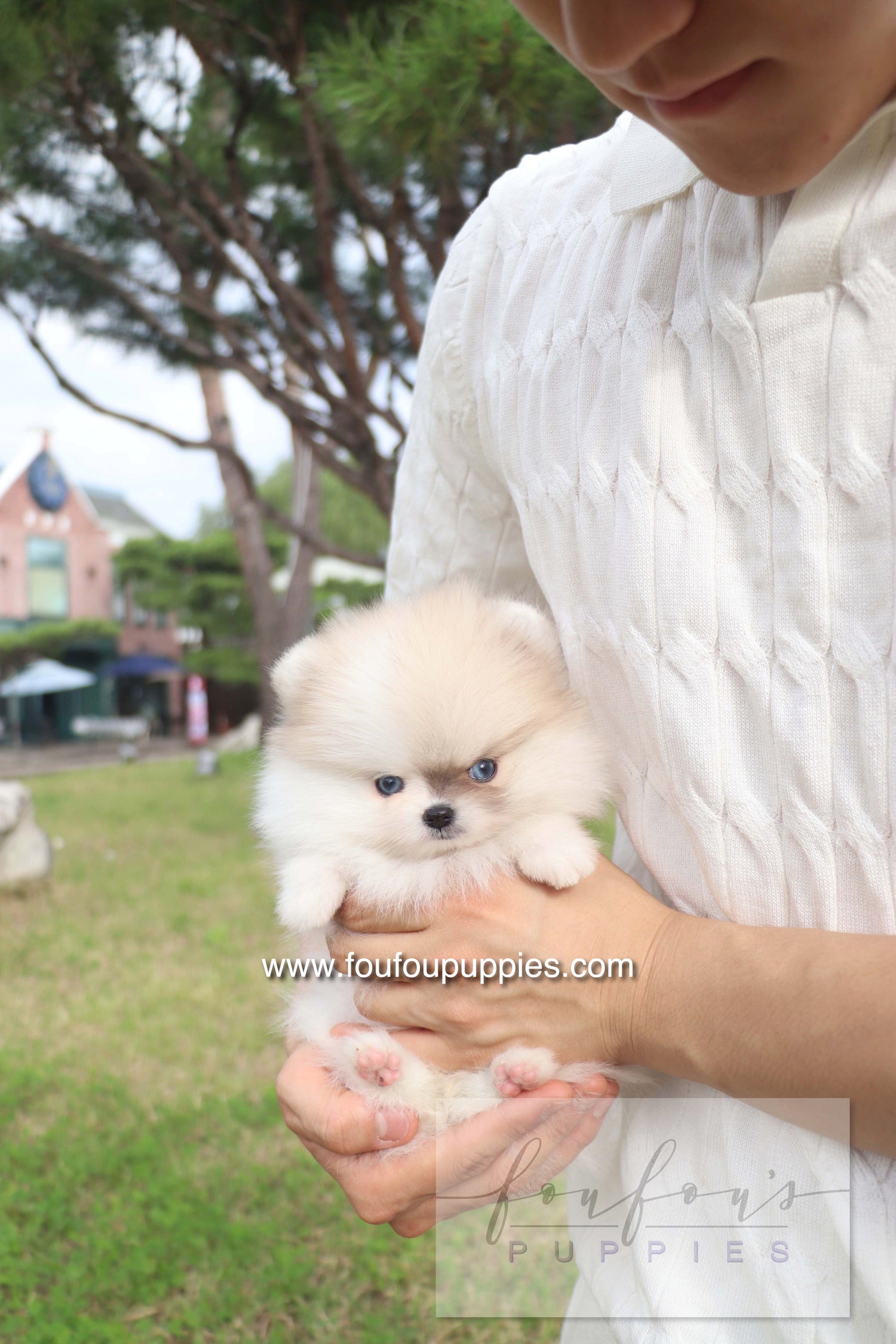Pixou - Pomeranian F.