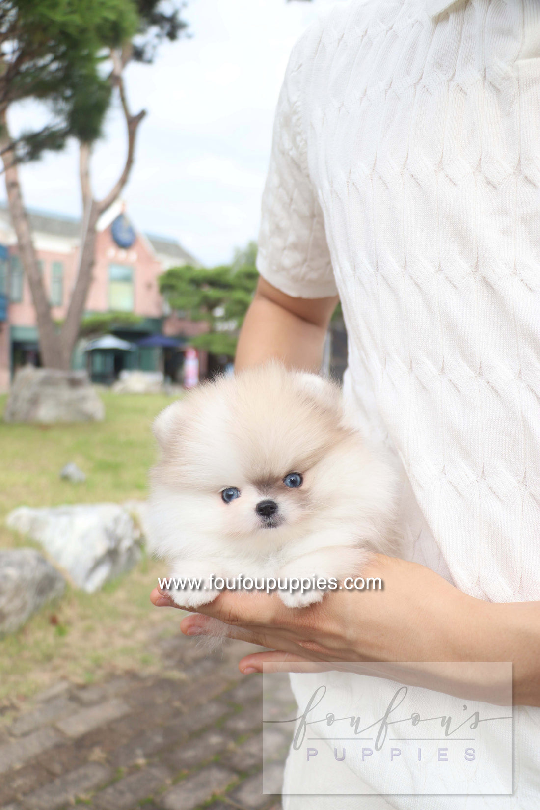 Pixou - Pomeranian F.