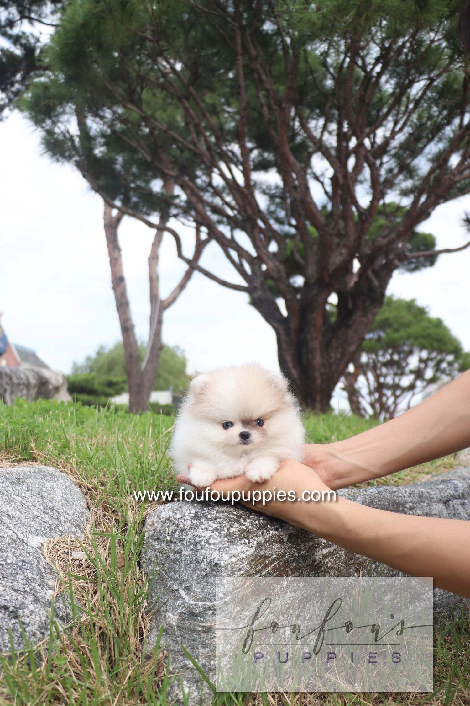 Pixou - Pomeranian F.