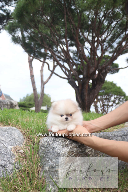Pixou - Pomeranian F.