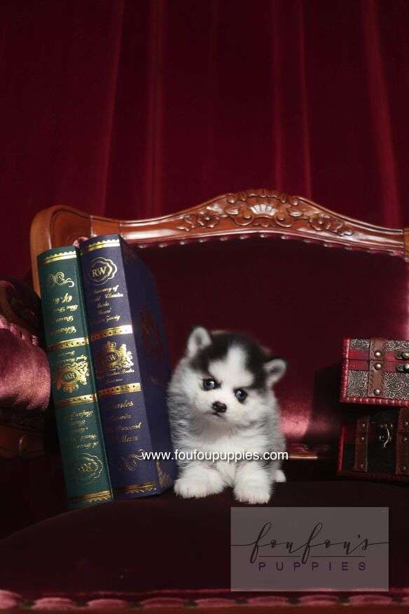 Alaska - Pomsky F.