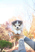 A fluffy black and white puppy is held gently in the palm of a person&