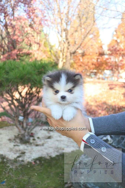 Blu - Pomsky F.