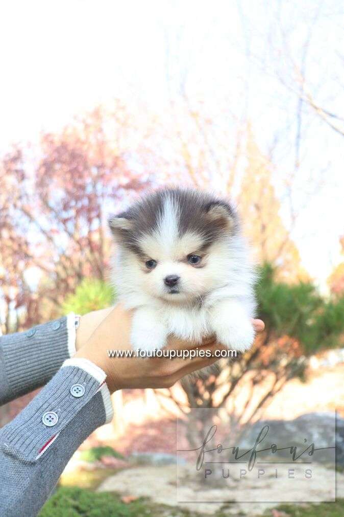 Blu - Pomsky F.