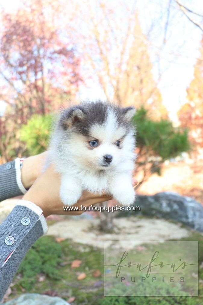 Blu - Pomsky F.