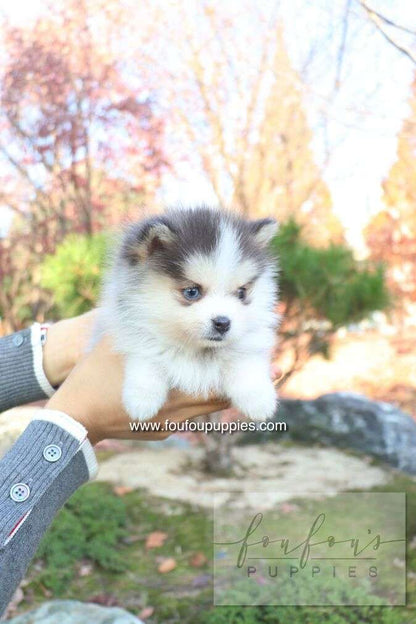 Blu - Pomsky F.