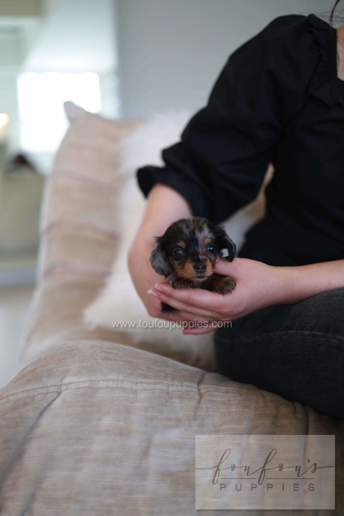 Truffle - Dachshund F.