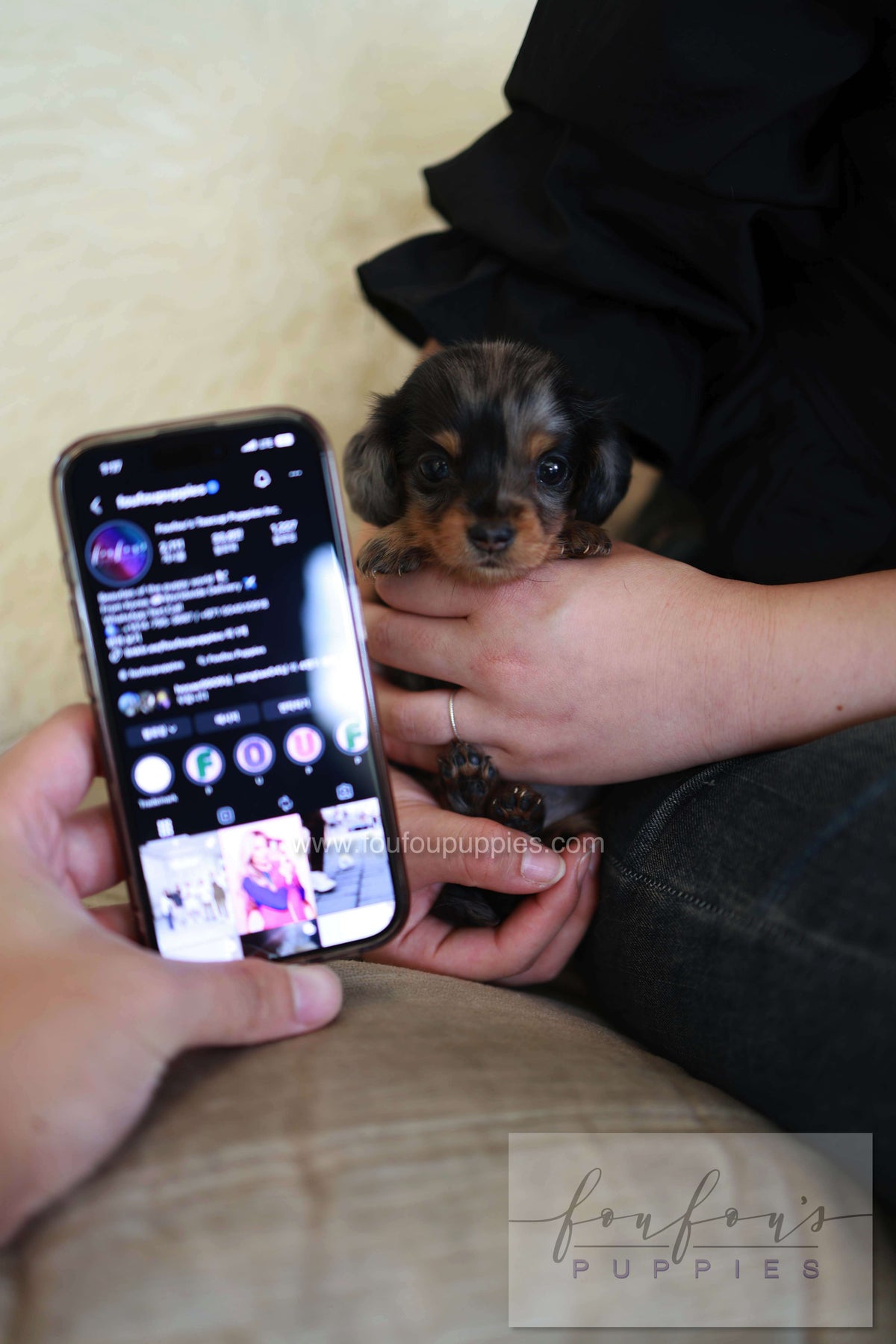 Truffle - Dachshund F.