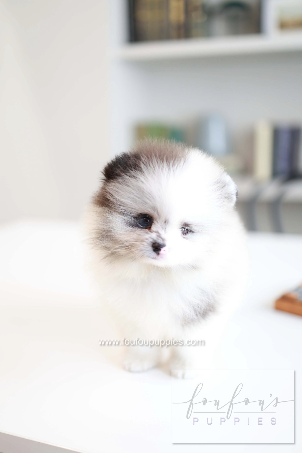 Nemo - Pomeranian M.