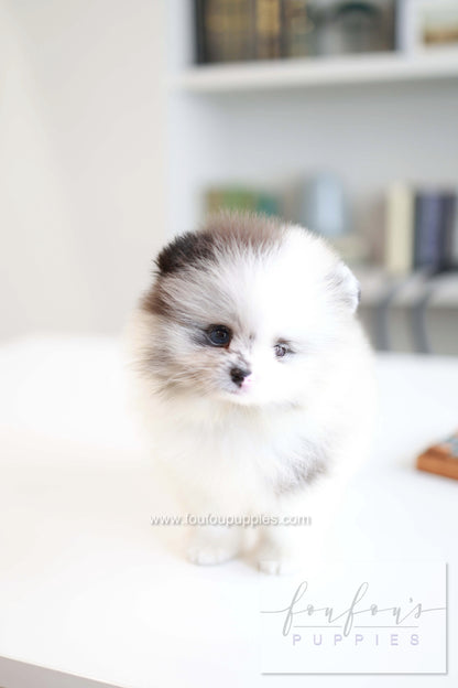 Nemo - Pomeranian M.