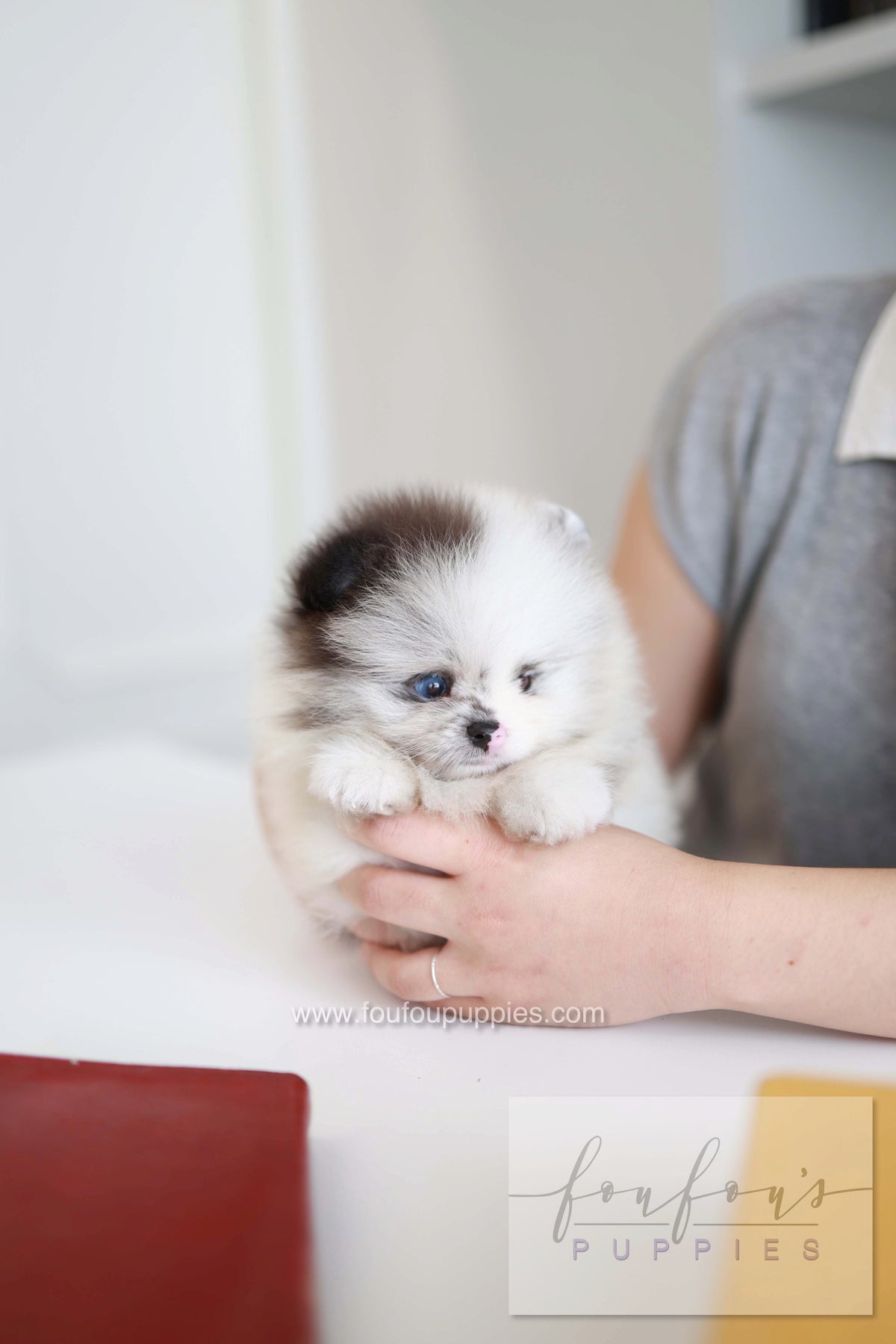 Nemo - Pomeranian M.