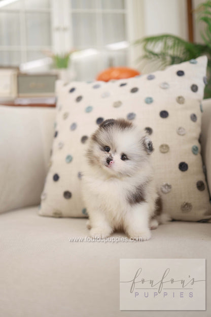 Nemo - Pomeranian M.
