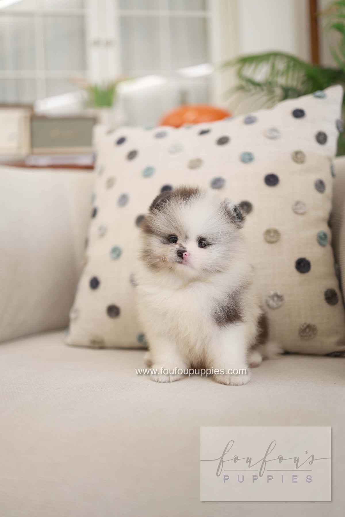 Nemo - Pomeranian M.