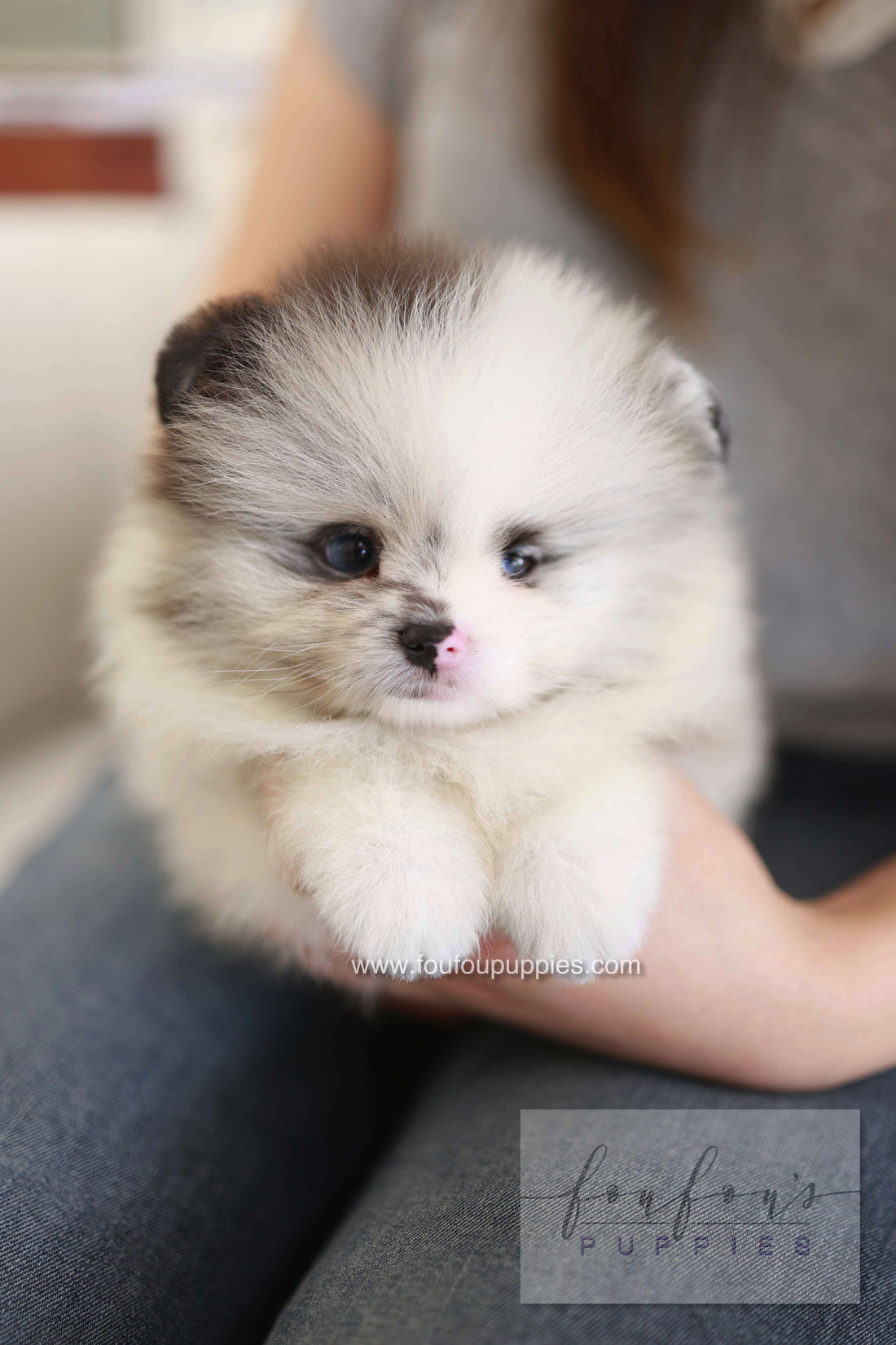 Nemo - Pomeranian M.