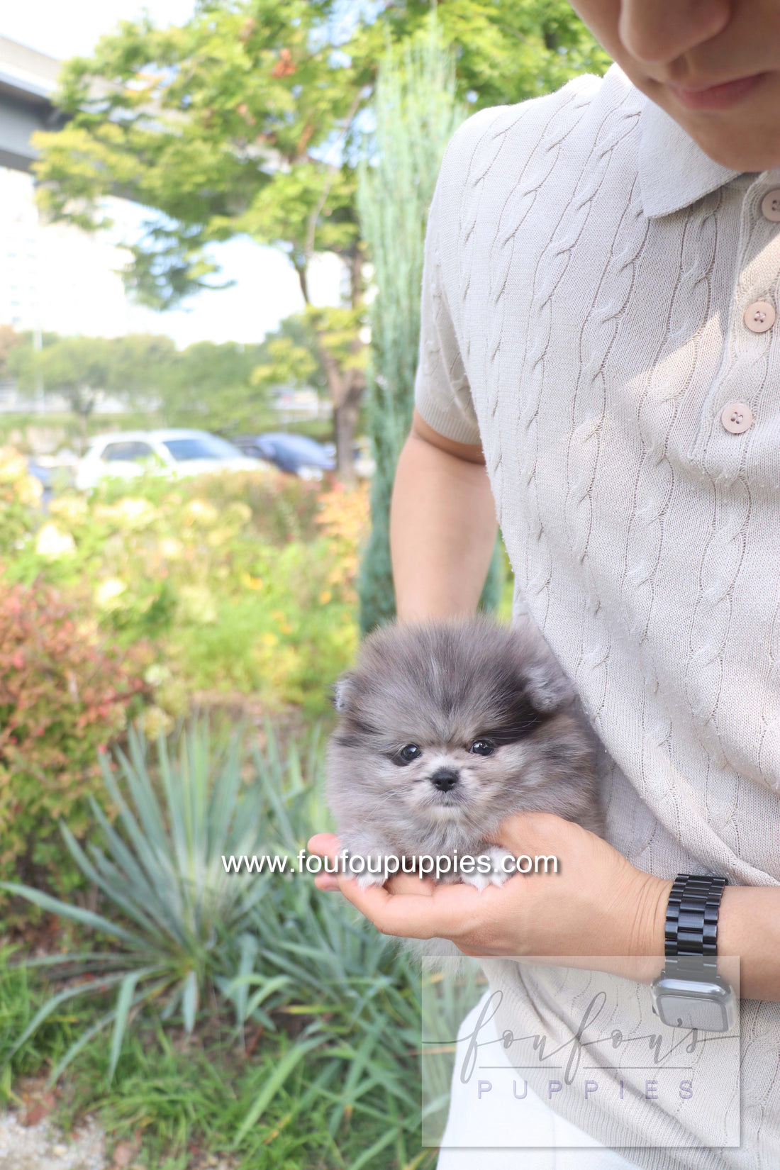Love - Pomeranian F.