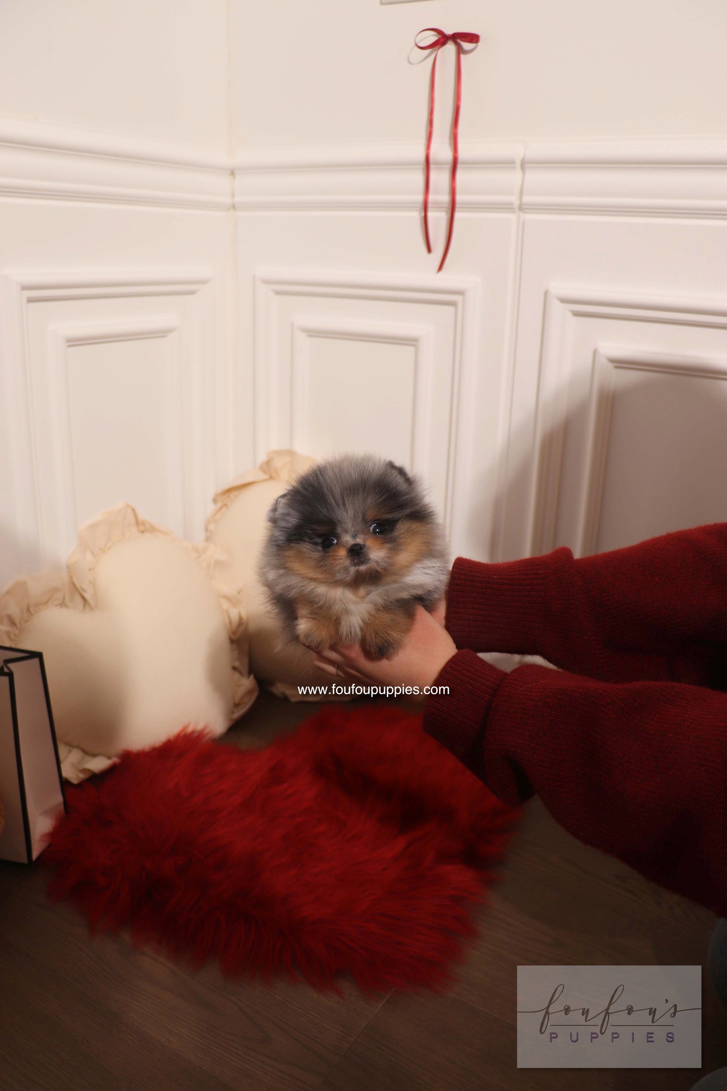 Aura - Pomeranian F.