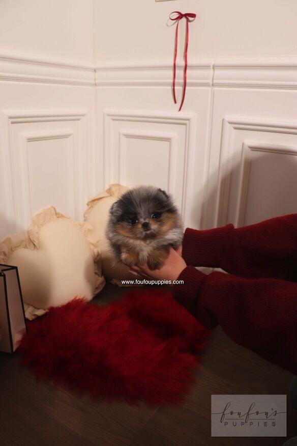 A small fluffy puppy with gray and cream fur sits on a red faux-fur rug in a decorated room with white paneled walls, pillows, and a person&