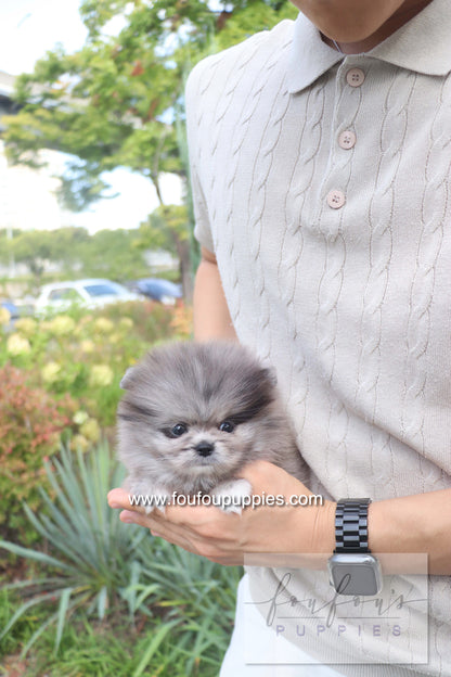 Love - Pomeranian F.