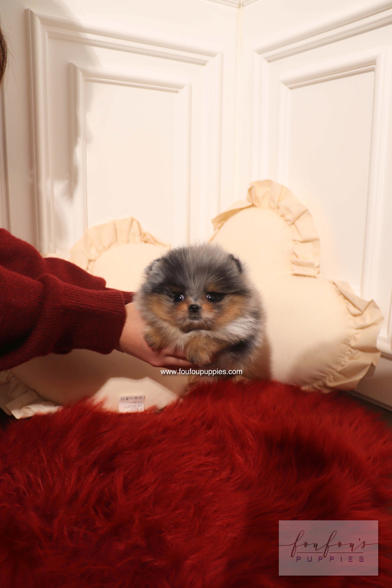 Aura - Pomeranian F.