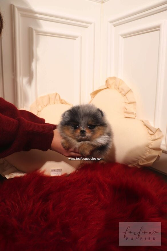 Small dog held by a person on a red blanket with a white panel background