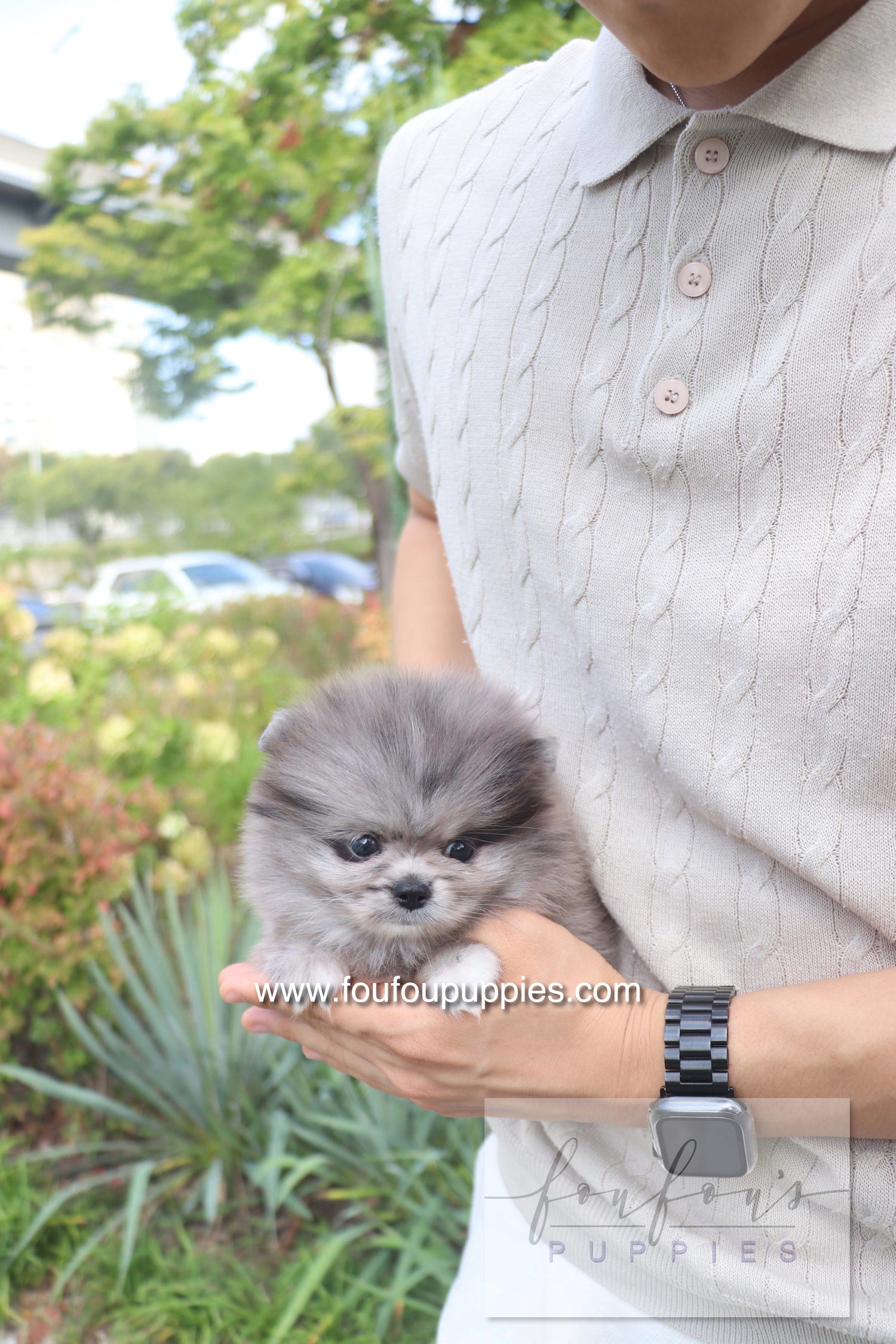 Love - Pomeranian F.