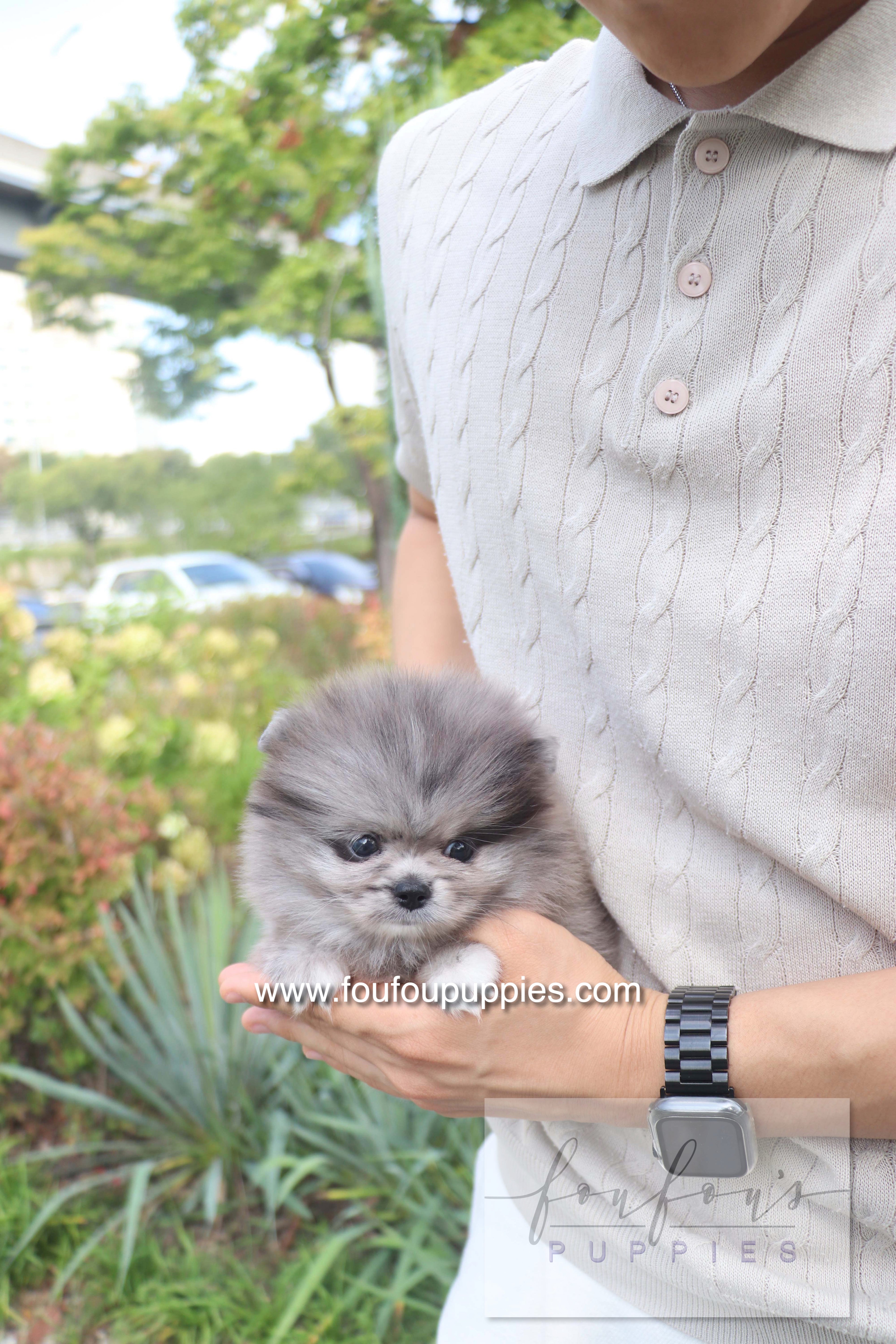 Love - Pomeranian F.