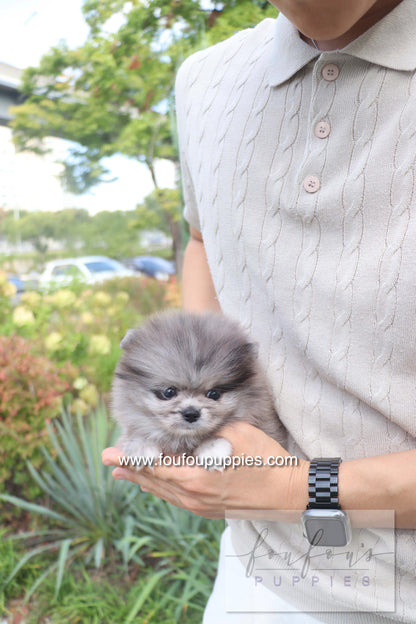 Love - Pomeranian F.