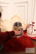 Aura - Pomeranian F.