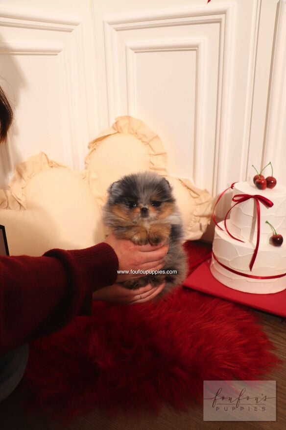 A small fluffy puppy with gray and tan fur sits on a red faux fur rug while being held by a person wearing a dark red sweater. In the background are cream pillows against a white paneled wall, and a decorated white cake with red cherries sits on a red cloth to the right.