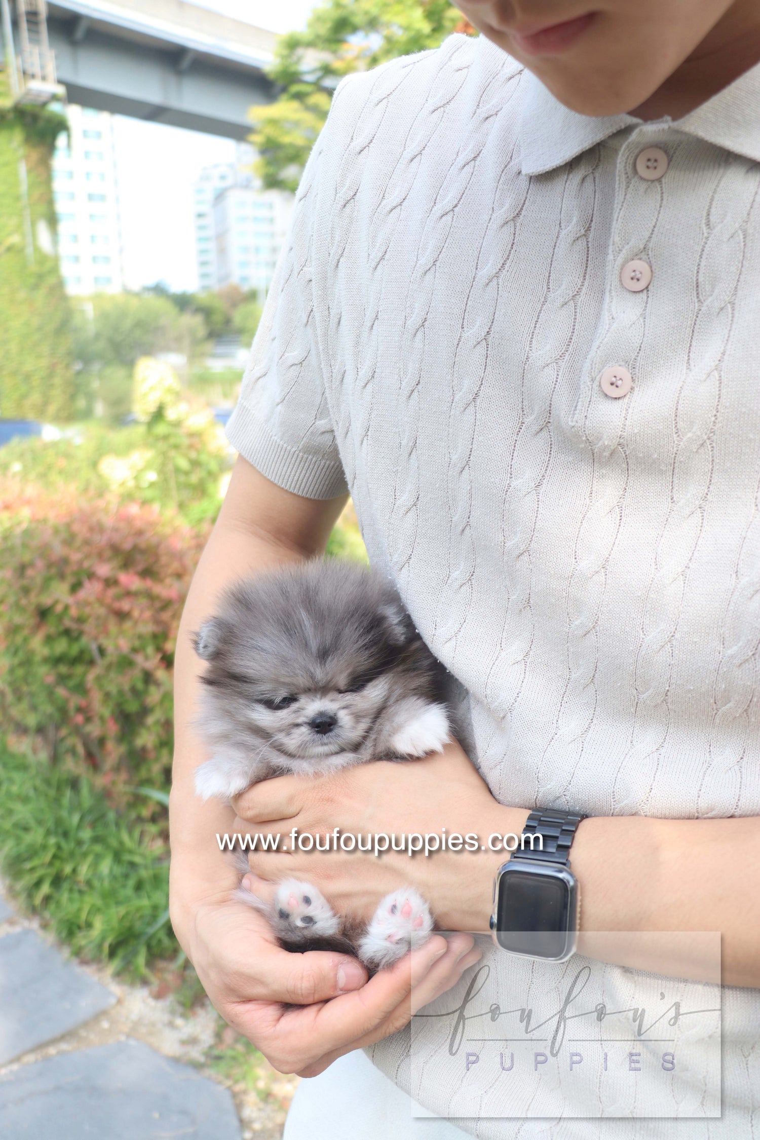 Love - Pomeranian F.