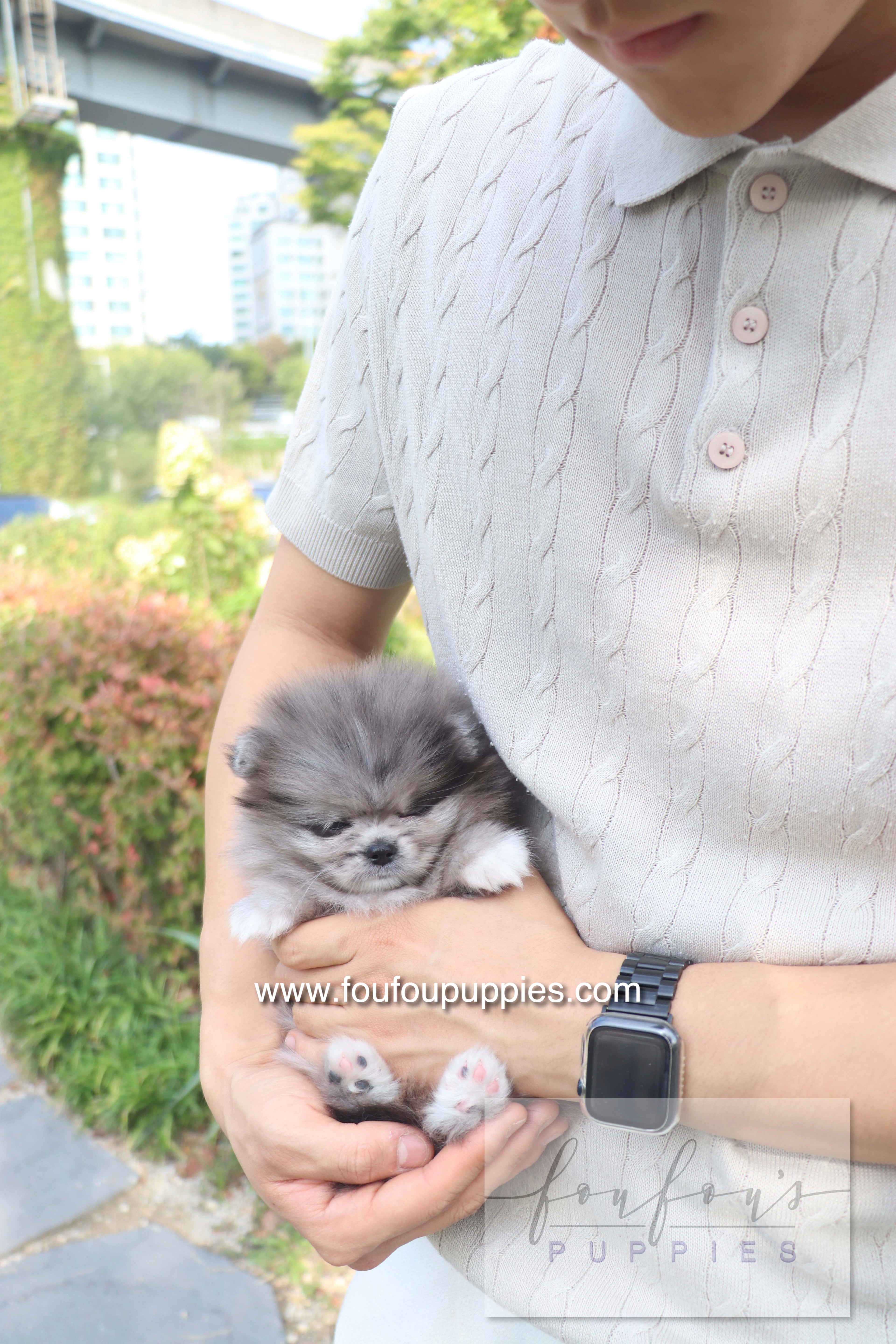 Love - Pomeranian F.